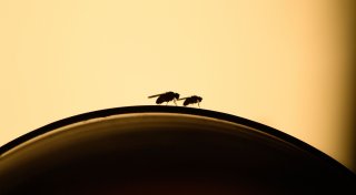 Nervige Küchengäste: So stellen Sie Fruchtfliegen eine Falle