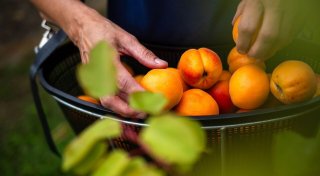 Den Sommer auf Eis legen: 10 Tipps zum Einfrieren der Ernte