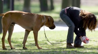 Hundekot ist überall widerlich - auf Bielefelds Gräbern aber eine Ungeheuerlichkeit