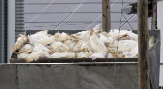 Vogelgrippe breitet sich aus - Geflügelhalter fordern Schutz