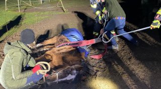 Feuerwehr Borgentreich rettet Pferd aus Notlage