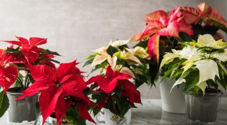Weihnachtsstern verliert Blätter: Was tun?
