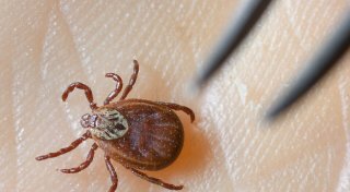 FSME-Fälle in diesem Jahr deutlich gestiegen