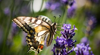Wie man Schmetterlinge in den Garten lockt