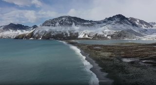 Seeelefanten im Südatlantik sterben an Vogelgrippe
