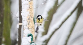3 Tipps: Vögel füttern, ohne Ratten anzulocken