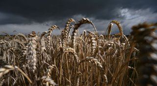 Größere Fläche für die Getreideernte 2025