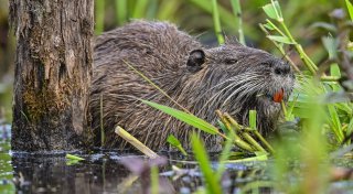 Gefährden Nutrias den Hochwasserschutz an der Else in Bünde?