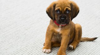 Illegaler Welpenhandel? 75 Hunde in Stemwede und Halle von Veterinärämtern sichergestellt