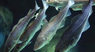 Klimawandel verändert Verbreitung von Meeresfischen