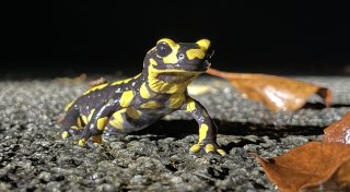 Aggressiver Hautpilz bedroht Feuersalamander im Kreis Paderborn