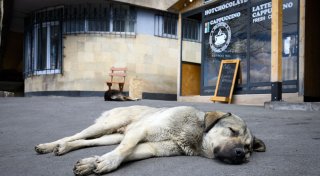 Import von Hunden - Wohnungsknast statt Straßenglück?