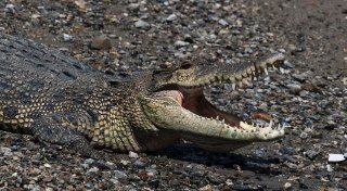 Krokodil tötet Schwimmer in Indonesien