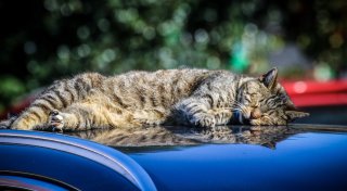 Vogelgrippe breitet sich im Kreis Herford aus: Wie Tierhalter Hunde und Katzen schützen