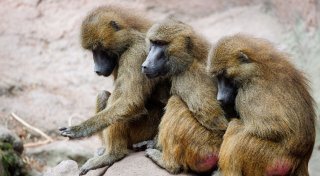 Trotz massiver Kritik - Tiergarten tötet gesunde Paviane