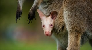 Seltenes Albino-Wallaby in Australien: Park präsentiert Olaf