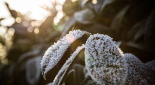 So erkennen und vermeiden Sie Frostschäden bei Pflanzen