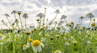 Sommerliches Wochenende - Hitzewelle mit 30 Grad rollt an