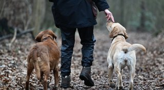 Doppelte Hundefreude im Haushalt - aber bitte keine Welpen
