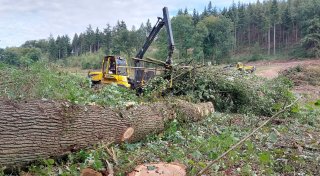 Naturschützer entsetzt über massiven Kahlschlag im Bielefelder Wald