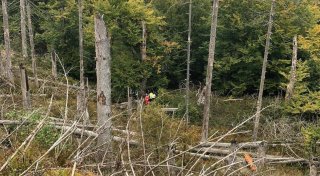 Nach großer Suchaktion: 80-Jährige aus Bad Driburg nach vier Tagen im Wald gerettet