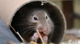 So bleibt der Hamster im Winter warm