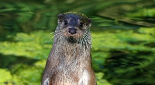 Neuzugang im Tierpark Olderdissen: Fischotterdame Elli zieht Herzen an