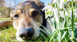 Pollenallergie auch bei Hund und Katze möglich