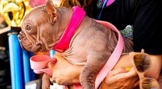 Haarlose Petunia ist «hässlichster Hund der Welt»