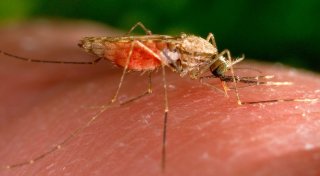 WHO erklärt Suriname für malariafrei