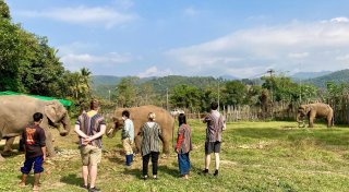 Elefant tötet in Thailand spanische Touristin