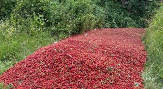 Gammelnde Erdbeeren in Kirchlengern: Keine Konsequenzen für die Verursacher