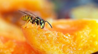 Ansprühen, ablenken, austricksen: wie man Wespen fernhält