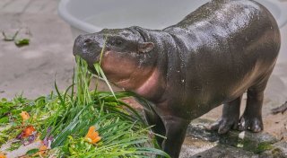 Hype in Thailand: Hippo-Mädchen Moo Deng feiert Geburtstag