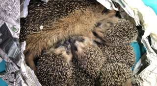 Verletzte Igel im Garten? Warburger Expertin gibt Tipps, was dann zu tun ist