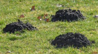 Maulwurf im Garten: Wenn, dann sanft vertreiben