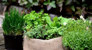 Vom Balkon bis zum Beet: So bringen Sie den Frühling sicher in Ihren Garten