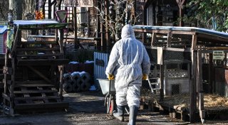 Keine weiteren Seuchenfälle - London verhängt Importverbot