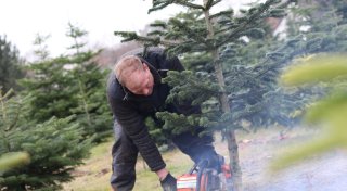 Erweiterung der Weihnachtsbaum-Plantagen in Herford könnten Feldlerchen gefährden