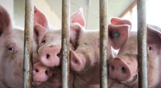 Briten importieren nach Tierseuche wieder deutsches Fleisch