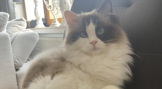 In Paderborn wird eine Katze durch mutmaßlichen Schuss lebensgefährlich verletzt
