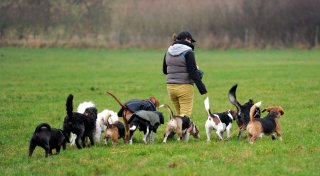 Tipps zur Betreuung: Wo Hunde tagsüber nicht alleine sind