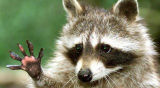 Tödlicher Kampf im Kreis Gütersloh: Waschbär ertränkt großen Jagdhund