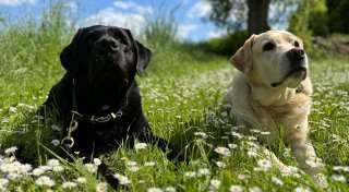 Einer extra: So bringen zwei Hunde doppelte Freude