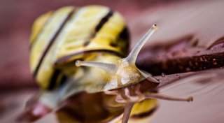 Plage verhindern: Was gegen Schnecken im Garten hilft