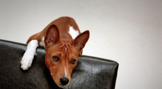 «Werwolf-Syndrom» bei Hunden - Rückrufe für Kauprodukte