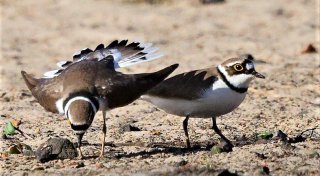 Tolles Liebesspiel eines seltenen Vogels in Bielefeld - doch ein anderer ist weg