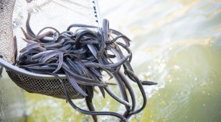 Europäischer Aal ist «Fisch des Jahres»
