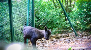 Gewinne eine Saisonkarte: Gib dem Herforder Rentier einen Namen