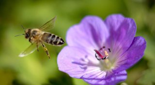 Tiere im Wetterstress: Bekommen Bienen einen Sonnenbrand?